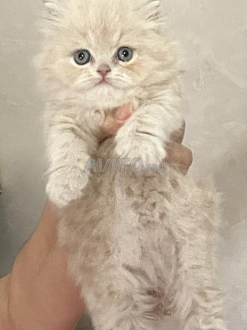 chat persan