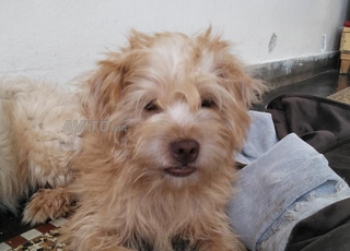 chiot caniche 6 mois