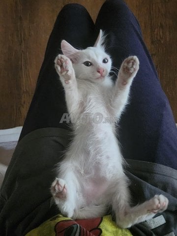 chat blanc 