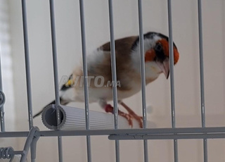 مقنين مأجور Chardo majeur