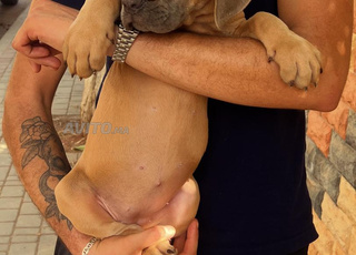 Chiots Cane Corso Pedigree 