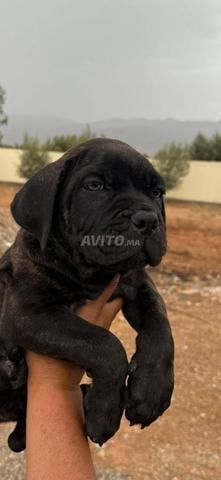 Chiots Cane Corso et Rottweiler - 2