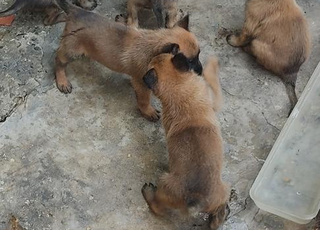chiots malinois pure race