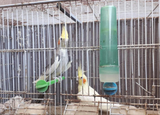 ✨ 2 magnifiques calopsittes avec leur cage  🐦