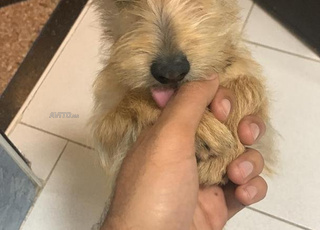 Chienne 10 mois Bichon Jack Russell vaccinée