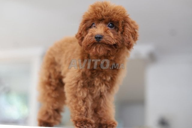  Chiot poodle teacup pédigrée importation