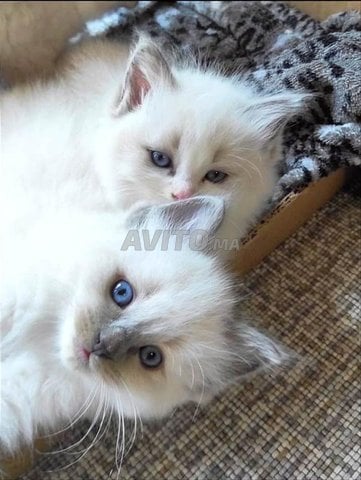 ragdoll bébé super 