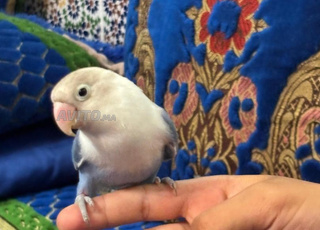 عشاق طيور الفيشر  في المغرب  