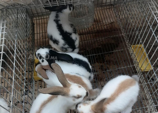 أرانب بابيون عملاق فرنسي و سلالات مختلفة 