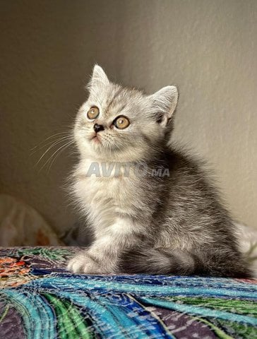 Chat British Silver – Pure Lignée, Élevage Maison