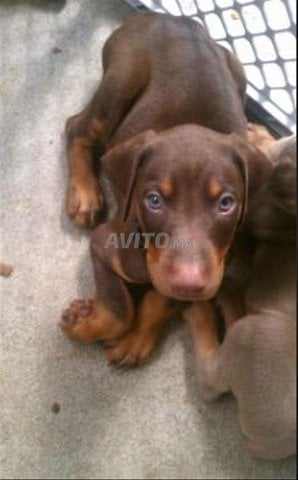 Chien Doberman