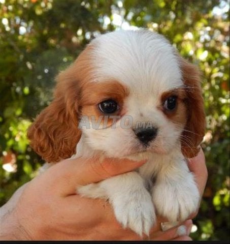 chien cavalier king
