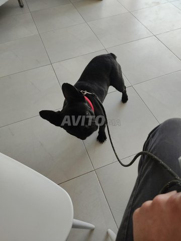 boldog français femel