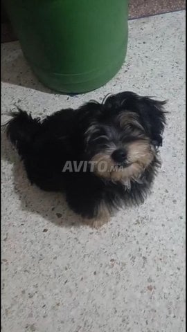 Chien Bichon Maltais