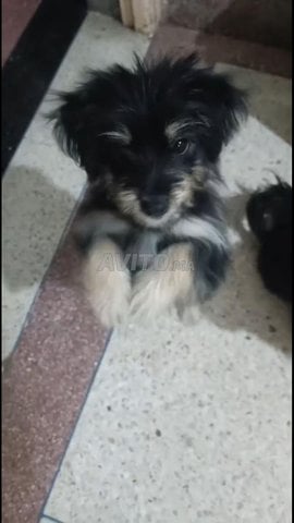 Chien Morkie