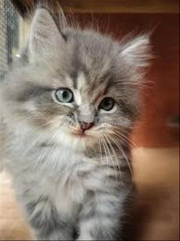 chat schirazi 