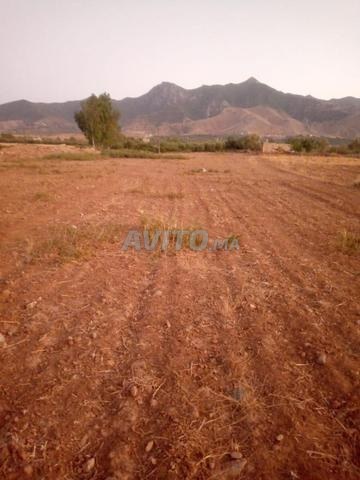 أرض فلاحية محفظة للبيع - 2