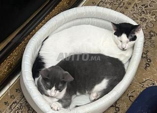 Deux adorables chattes de 5 mois à adopter