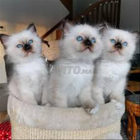 bébé sacré chaton