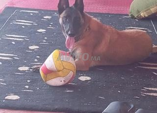 malinoi a vendre