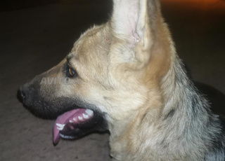 جروة الراعي الاماني