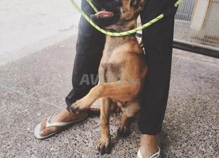 كلب مالينوا