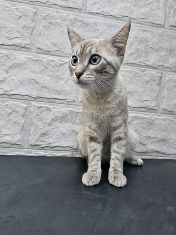 chat femelle à donner