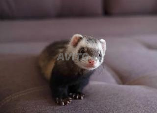 نمس دكر للبيع 