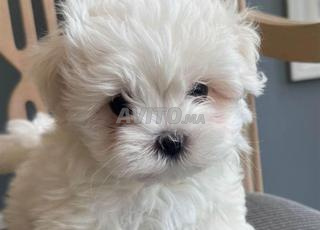 skobi mâle adorable 