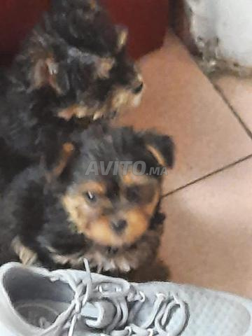 chiots York shir pure race 