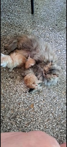 Chat persan femelle 