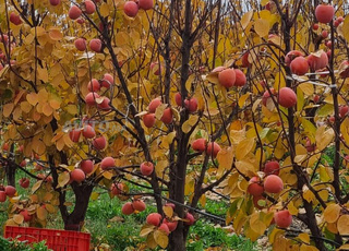 فيرمة عنب للبيع بمكناس