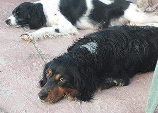 Chasse pointer braque 