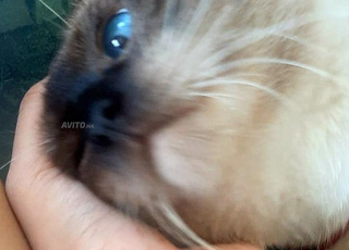 chat siamo pure très jolie