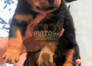 Rottweiler chiot