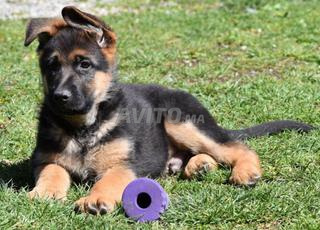 berger allemand chiot