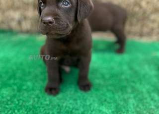 labrador chocolat 