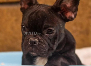 bulldog français exotique 