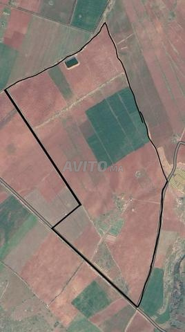 Ferme de 40 hectares en Vente à Ait Ouallal