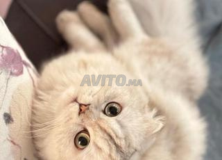 Scottish Fold Highland silver-shaded