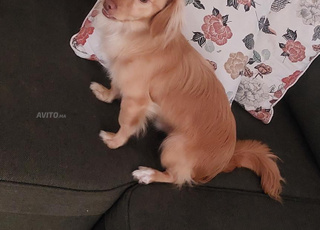 Petit chien mâle croisé Labrador & Pékinois  