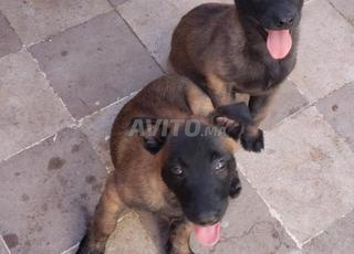 منيلوا شربونس دورجين 