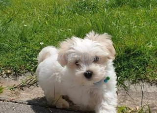 tichka bichon femelle 