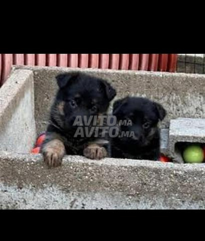 choit bébé berge allmand âge 45 jour 