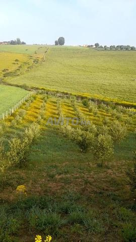 Firma entre tiflt et khmissat - 2