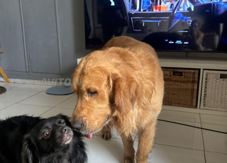 chien Golden 