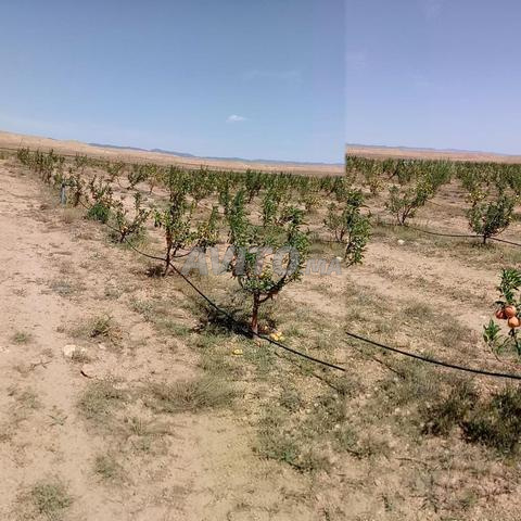 مزرعة فلاحية 13 هكتار بالزايدة (2 هكتار محفظة) - 2