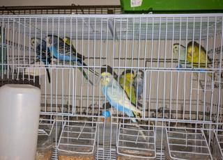 calopsitte piruches prix jmla avec les cages