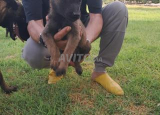 Chiots Berger Belge pure race 