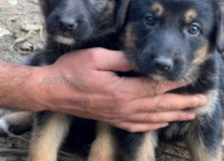 bébé choit berge allmand âge 45 jour 